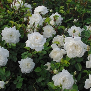 Śnieżysto-biały - róże okrywowe